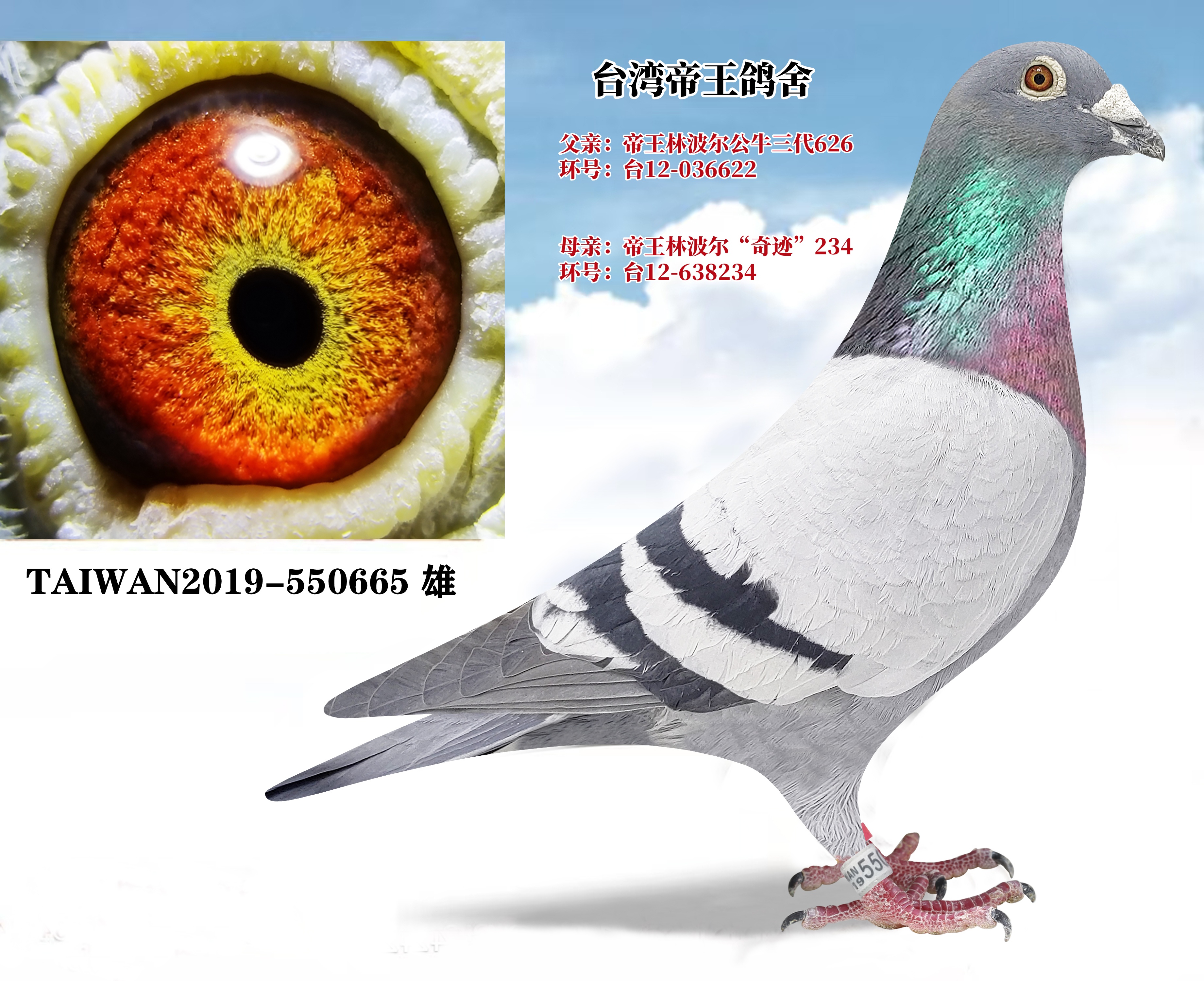 信鸽在线拍卖平台