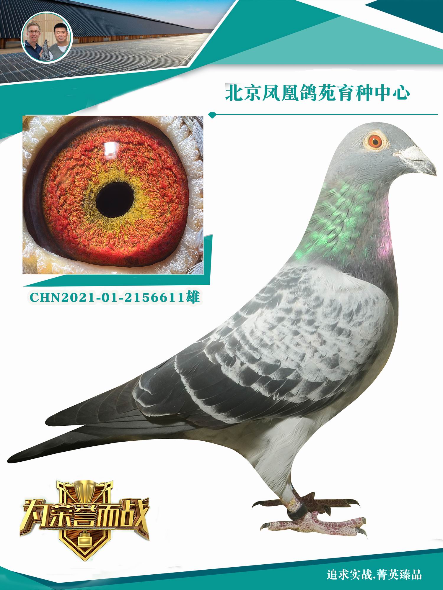 大名鸽"小迪迪"直孙 x闪电迪迪