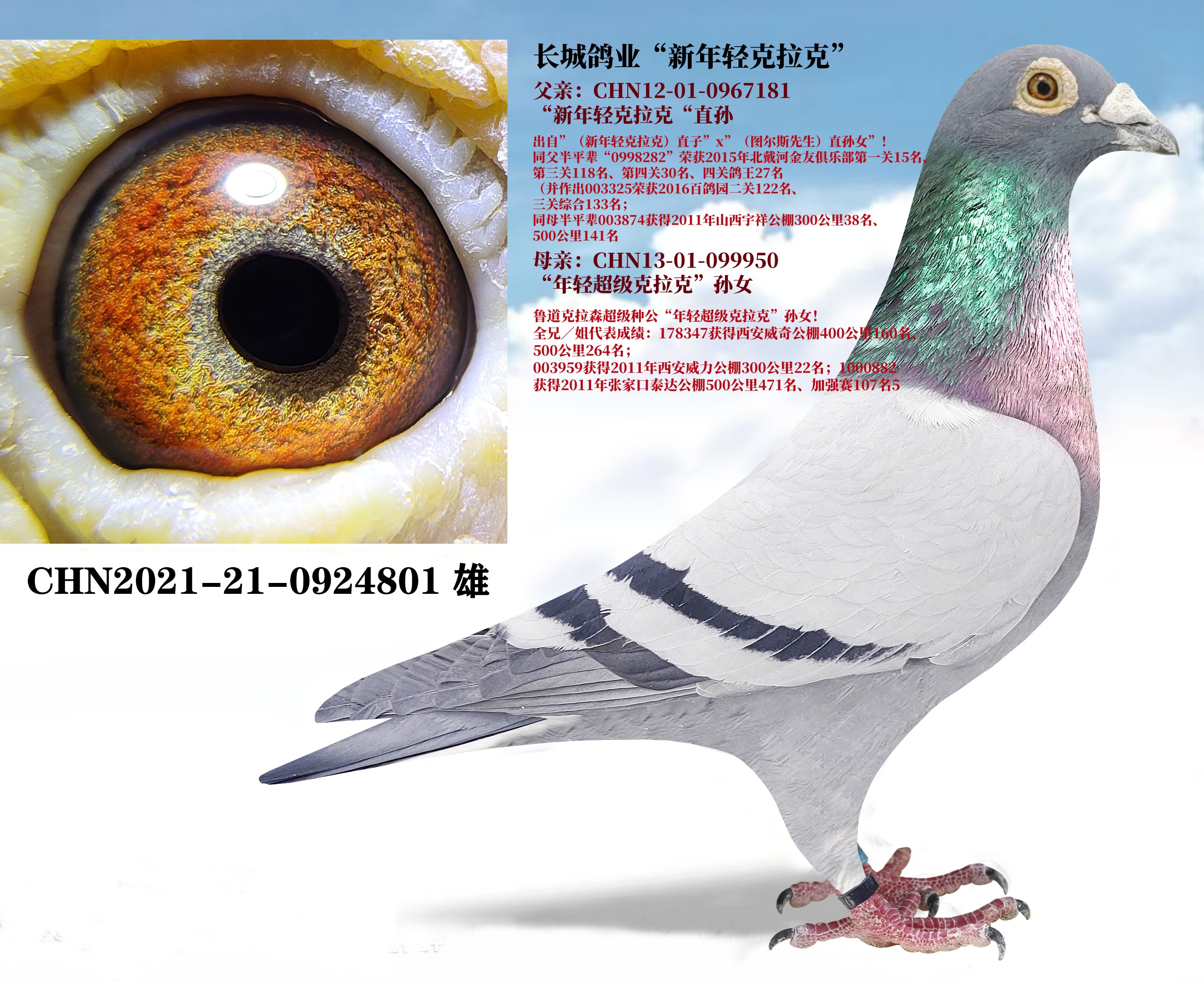 北京长城鸽业新年轻克拉克近亲