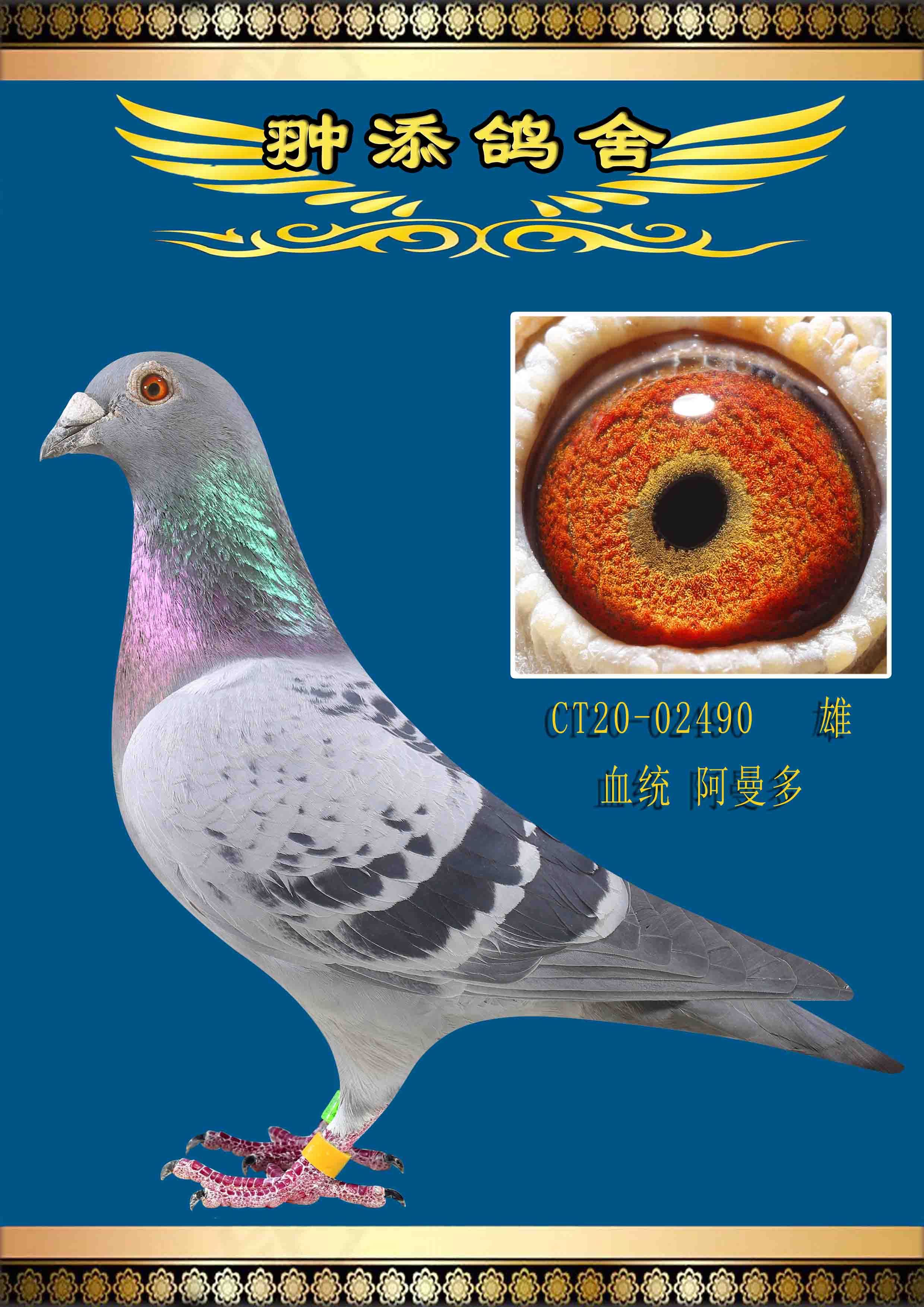 私环阿曼多近亲回血作出子代获得阳光加站赛15名