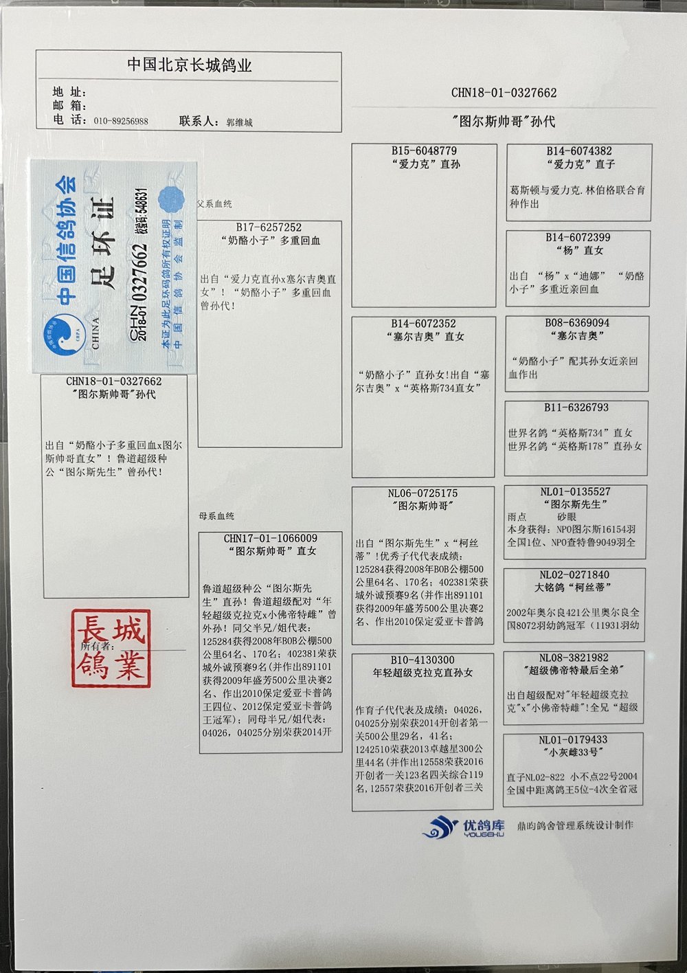 中国信鸽信息网首页图片