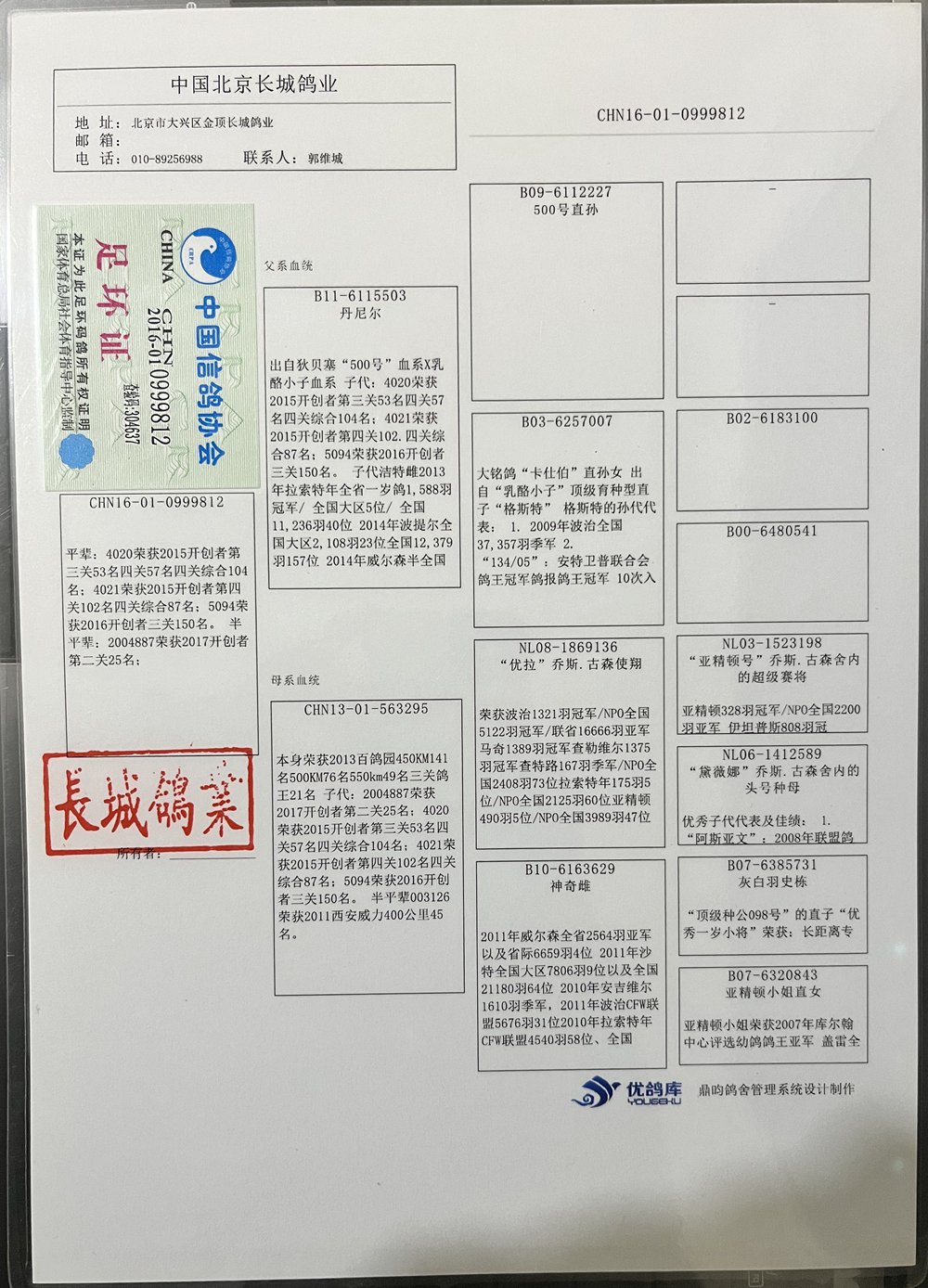 中国信鸽信息网首页图片