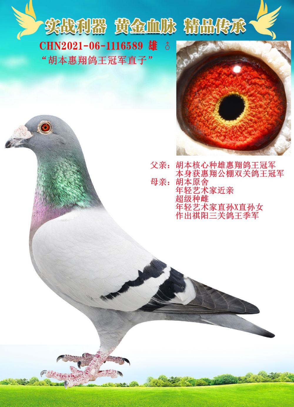 信鸽在线拍卖平台