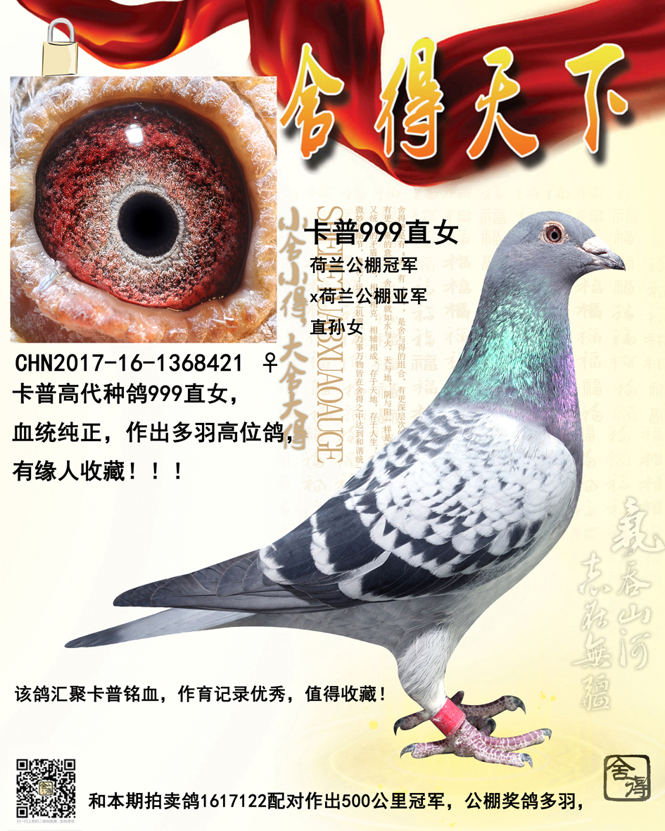 荷兰公棚冠军x亚军直孙爱亚卡普作出