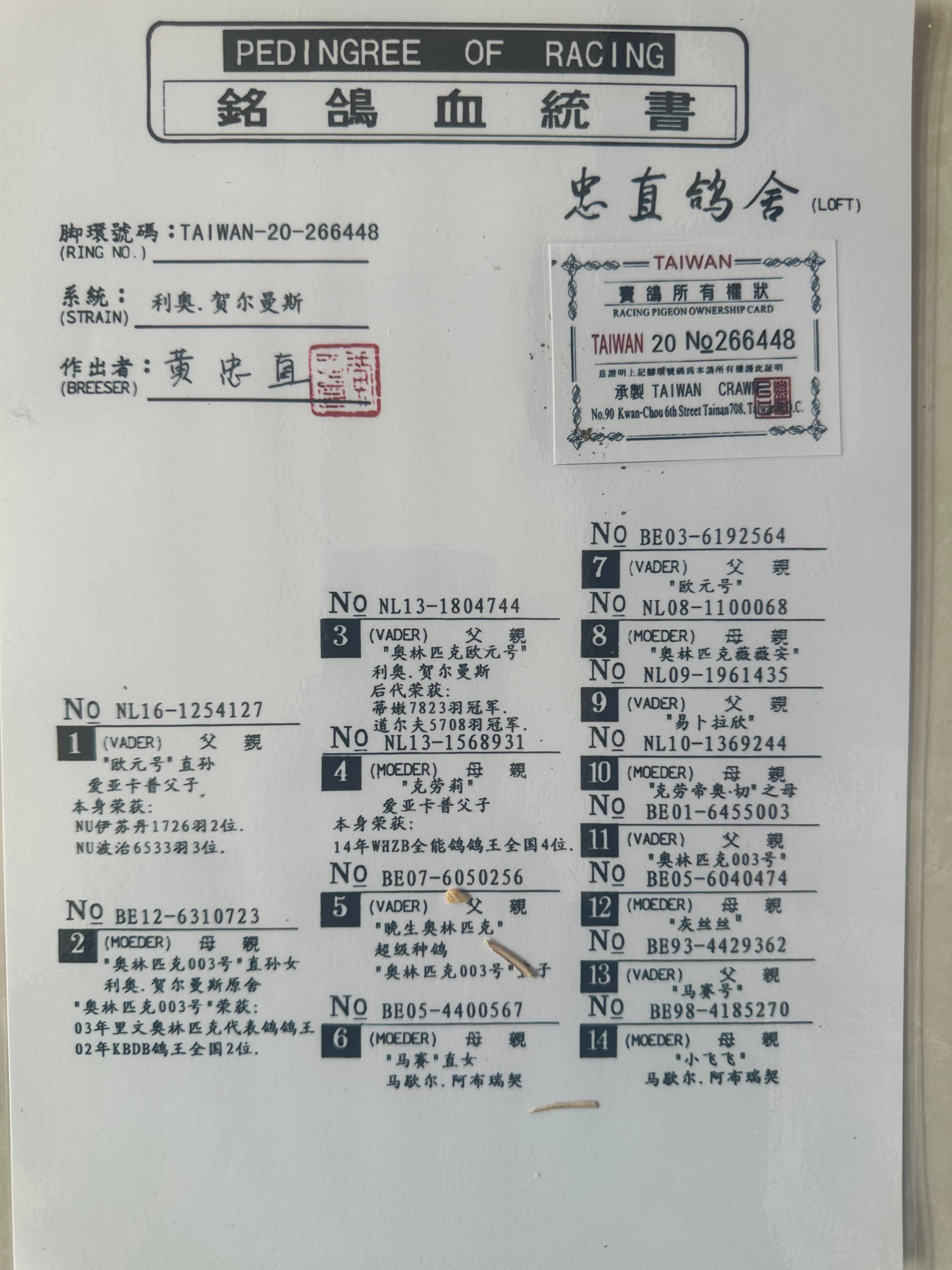 台湾忠值鸽舍作育血统利奥赫尔曼斯