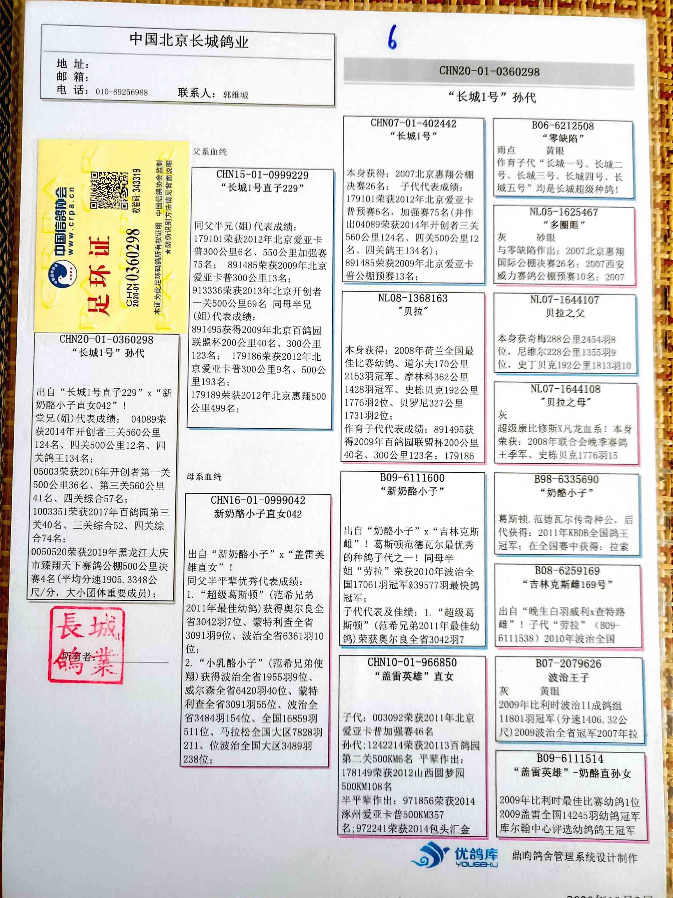 长城鸽业长城1号x新奶酪小子