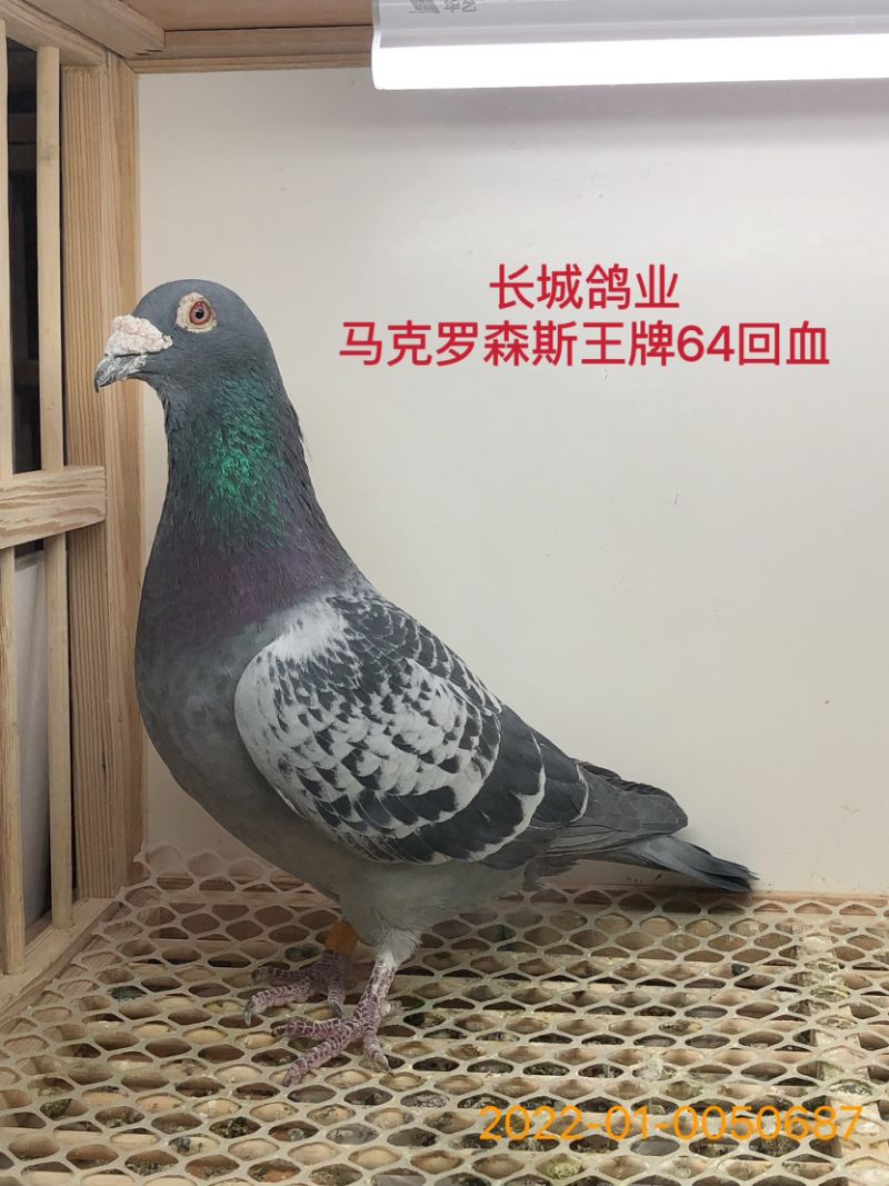 长城鸽业