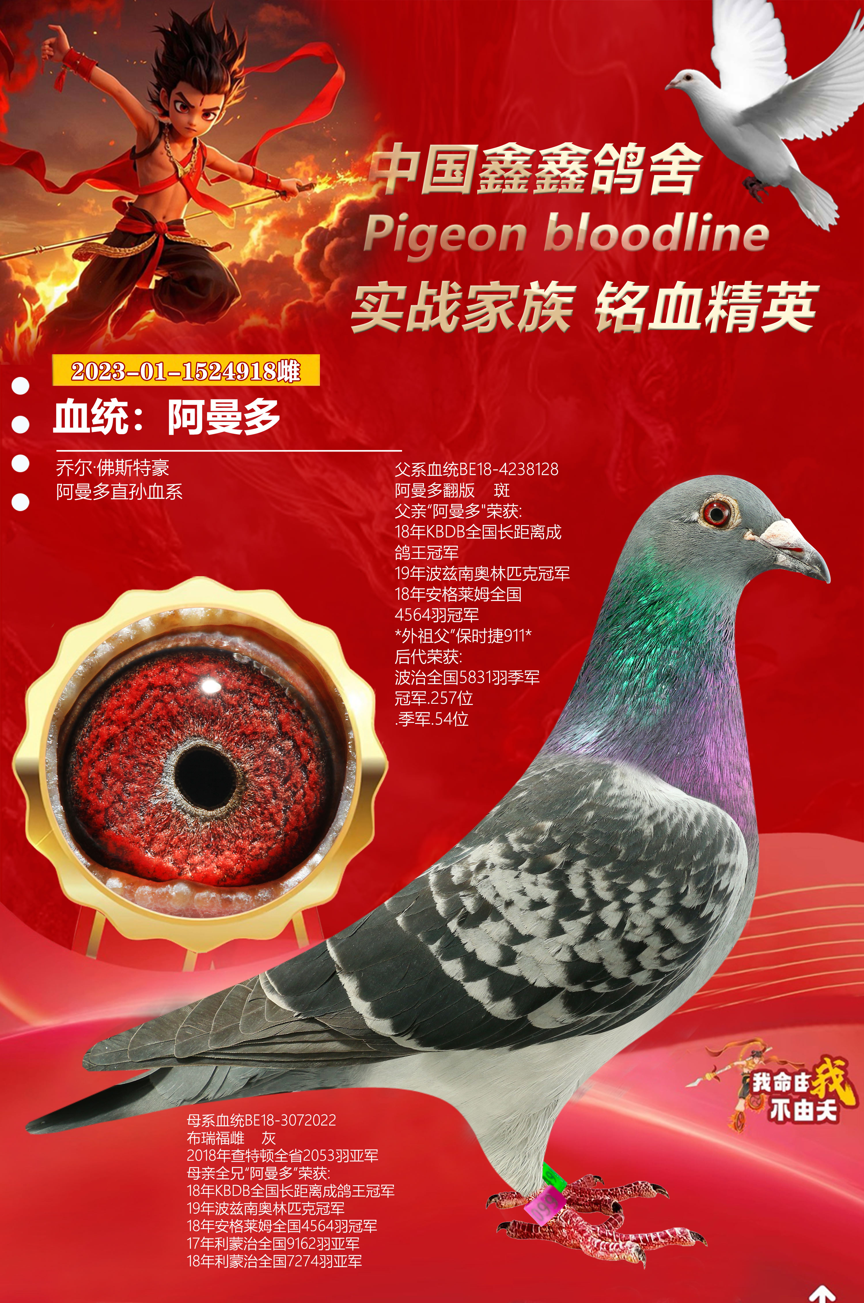 乔尔佛斯浩特阿曼多直孙血系