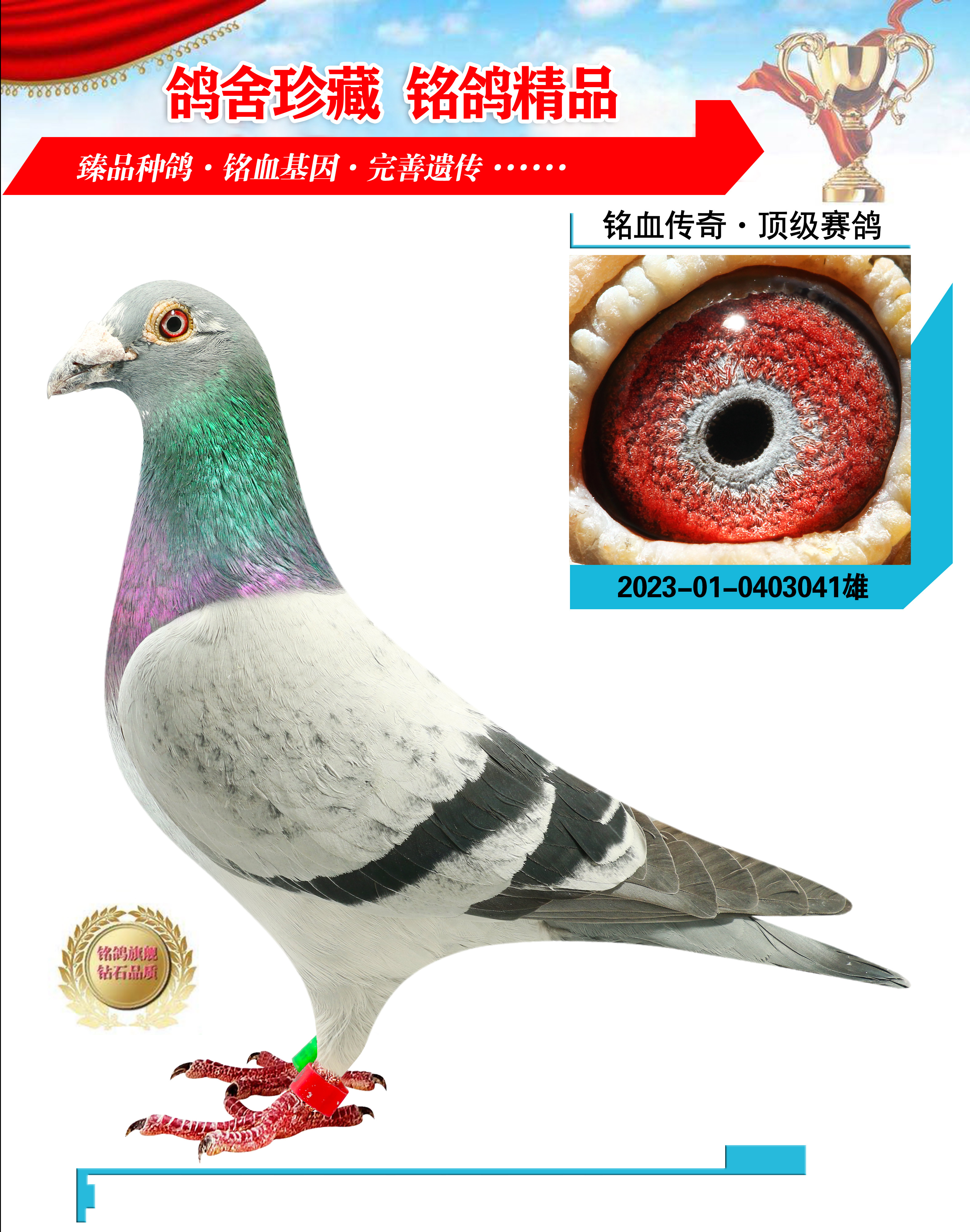 信鸽在线拍卖平台