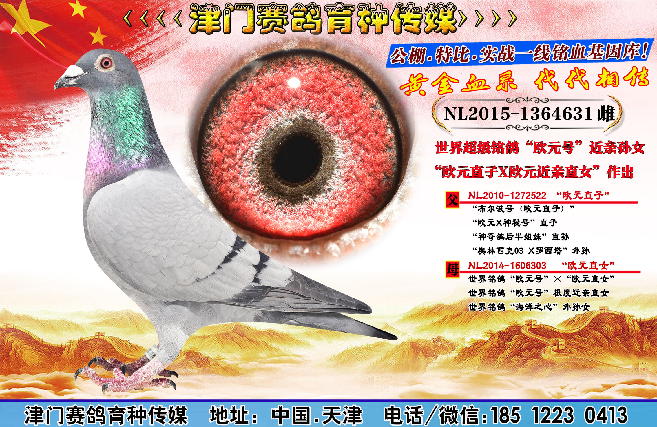 重点推荐）利奥“涡轮罗西直子×欧元号近亲直孙女”回血-信鸽在线拍卖平台-中国信鸽信息网