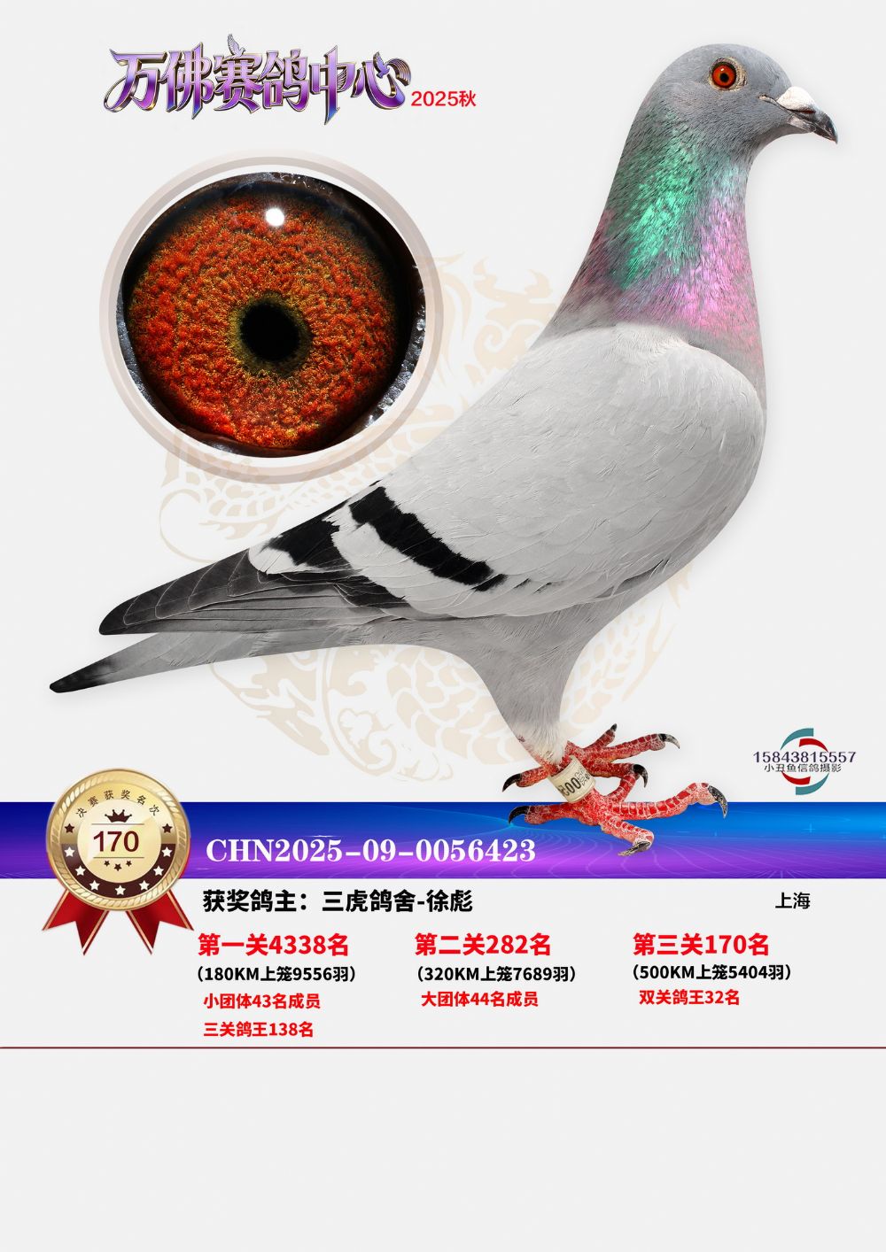 信鸽在线拍卖平台 - 中国信鸽信息网
