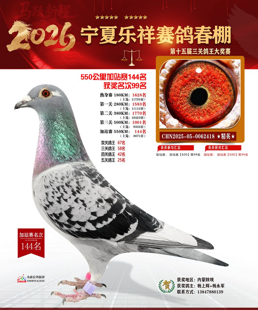 信鸽在线拍卖平台 - 中国信鸽信息网