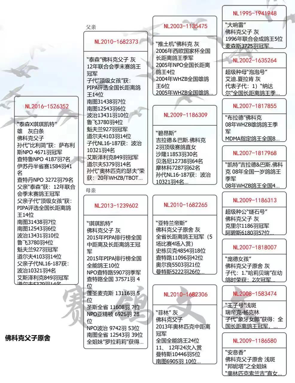 信鸽在线拍卖平台 - 中国信鸽信息网