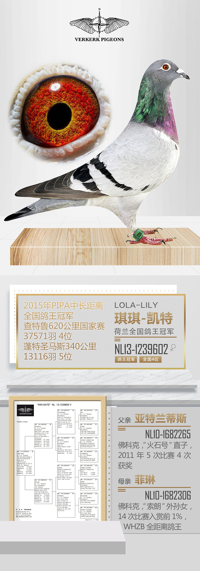 信鸽在线拍卖平台 - 中国信鸽信息网