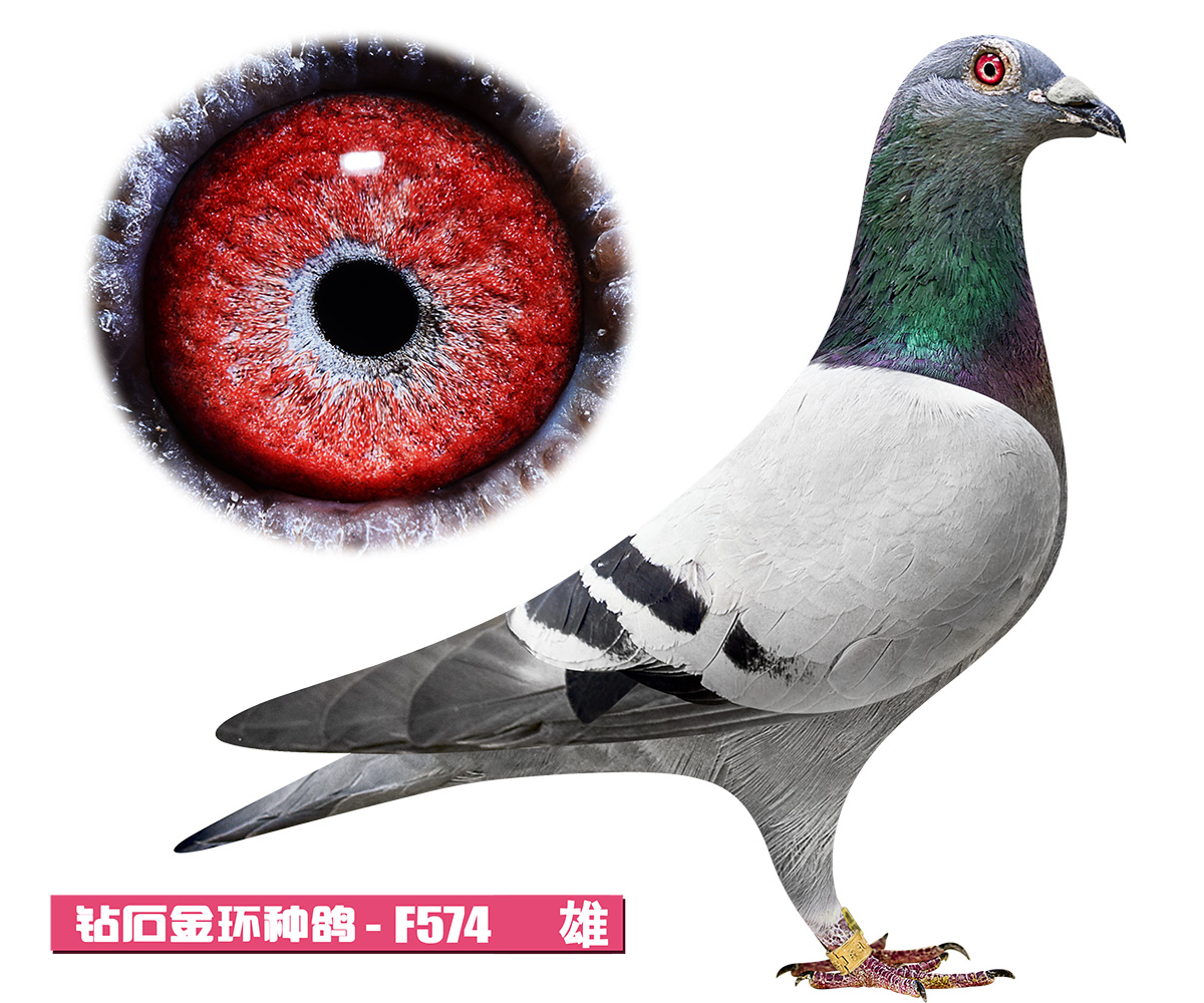 信鸽在线拍卖平台 - 中国信鸽信息网