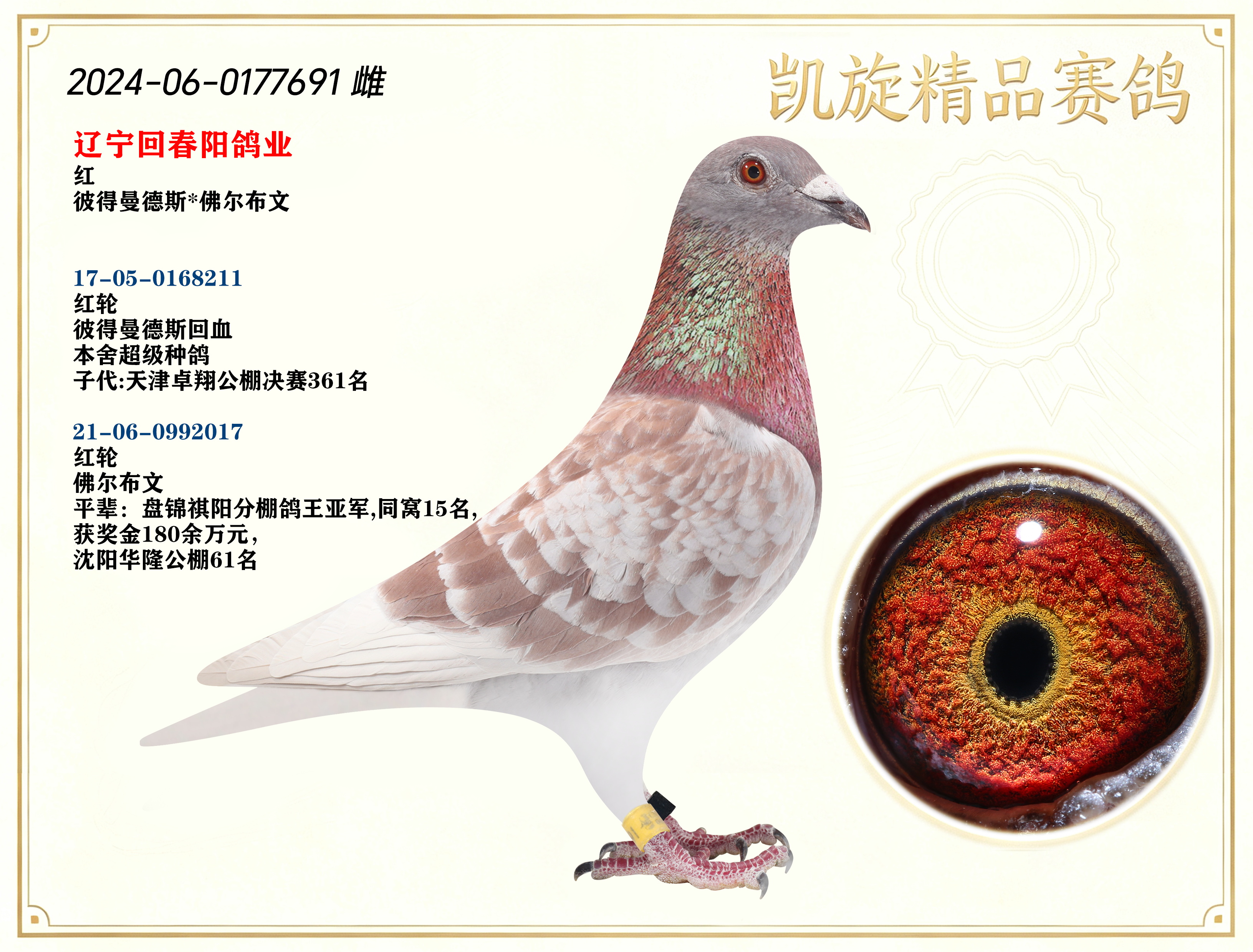 信鸽在线拍卖平台 - 中国信鸽信息网