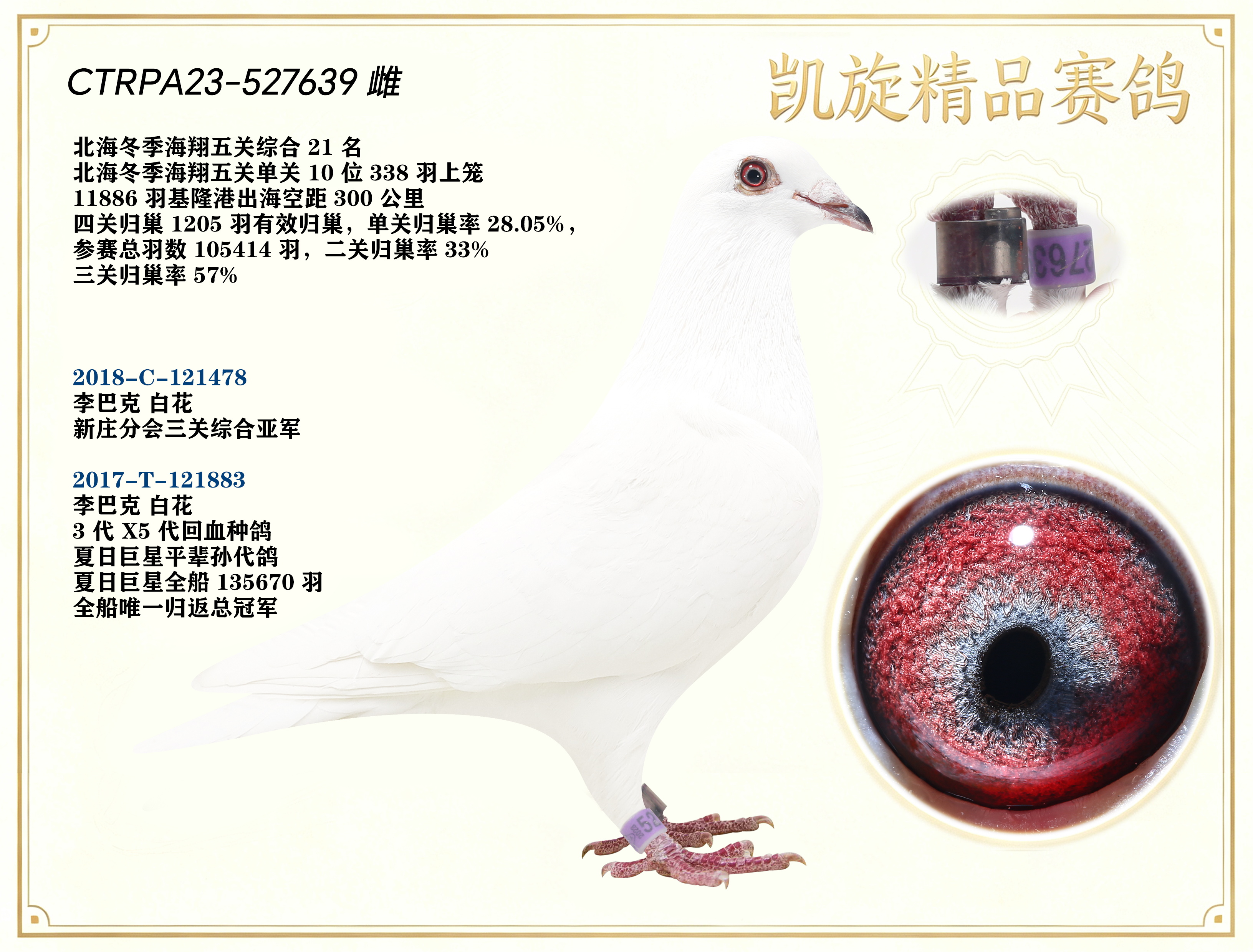 信鸽在线拍卖平台 - 中国信鸽信息网