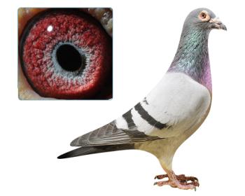 在线拍鸽会员登录