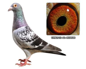 罗森波斯【闪电号】种雄