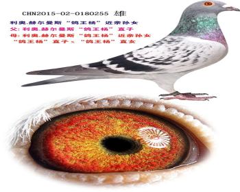 利奥.赫尔曼斯"鸽王杨"直子 x"鸽王杨