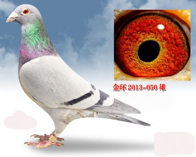 因拆迁金环雄转让