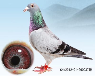 詹森火箭 超级石板灰