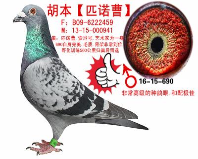 胡本匹诺曹