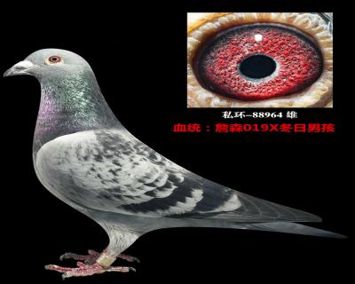 远东鸽业种鸽照片图片
