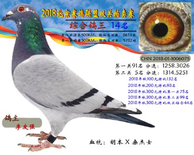 2018年北京赛鸽联盟双关拍卖赛—第十四名
