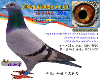 2018年北京赛鸽联盟双关拍卖赛—第二十名