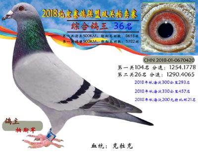 2018年北京赛鸽联盟双关拍卖赛—第三十六名