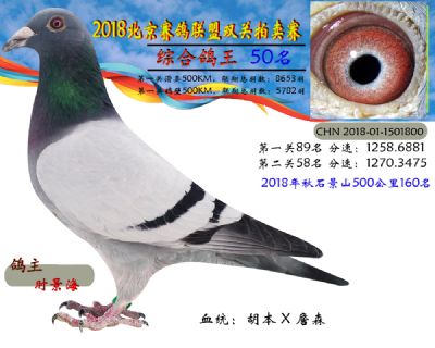 2018年北京赛鸽联盟双关拍卖赛—第五十名