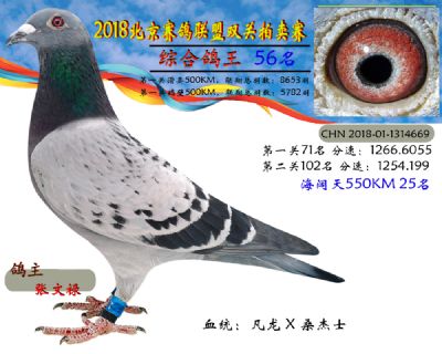 2018年北京赛鸽联盟双关拍卖赛—第五十六名