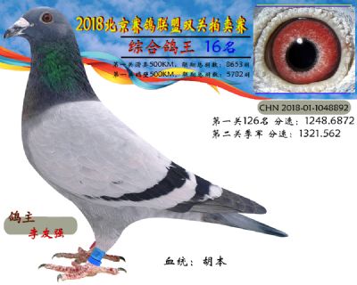 2018年北京赛鸽联盟双关拍卖赛—十六名