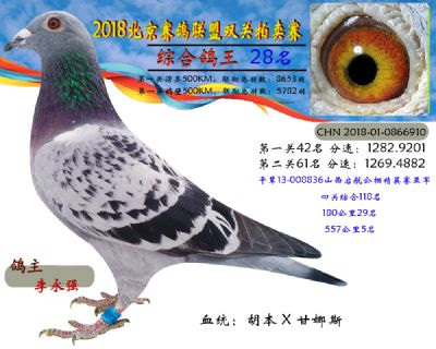 2018年北京赛鸽联盟双关拍卖赛—二十八名