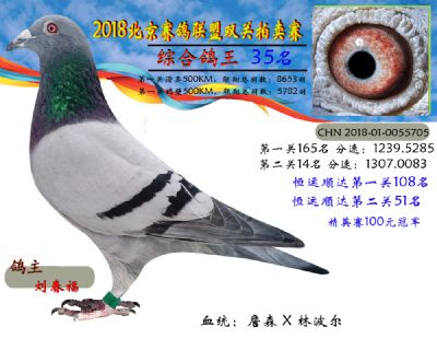 2018年北京赛鸽联盟双关拍卖赛—三十五名