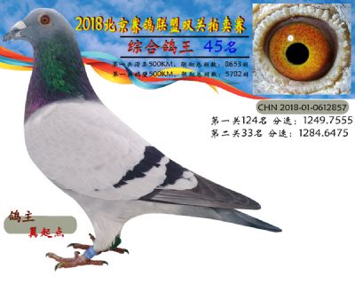 2018年北京赛鸽联盟双关拍卖赛—四十五名