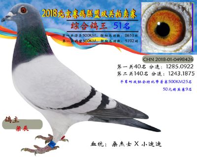 2018年北京赛鸽联盟双关拍卖赛—五十一名