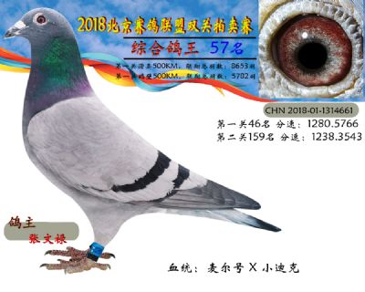 2018年北京赛鸽联盟双关拍卖赛—五十七名