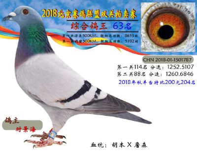 2018年北京赛鸽联盟双关拍卖赛—六十三名