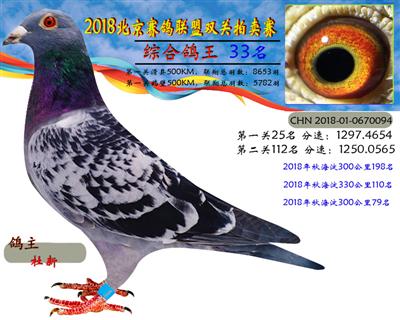 2018年北京赛鸽联盟双关拍卖赛—第三十三名