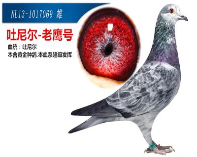 >> 查看拍卖商品