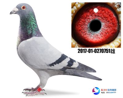 平辈鸽王亚军 詹森断胸骨