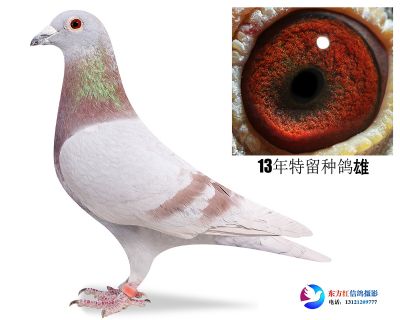 81红狐狸近亲 13年特留种鸽雄