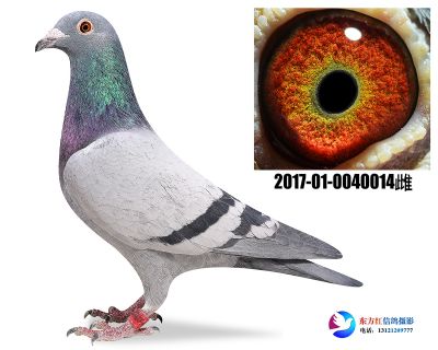 胡本年轻艺术家近亲