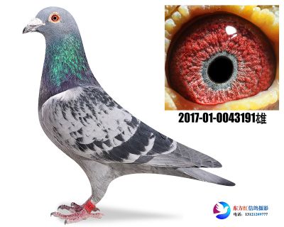 詹森断胸骨近亲