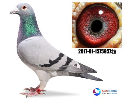 电脑戈马力 近亲