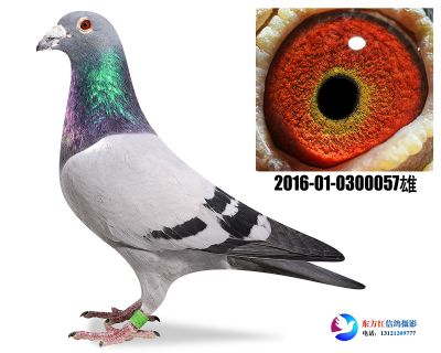 胡本年轻艺术家近亲