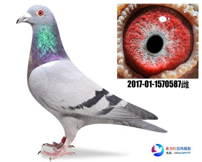 胡本年轻艺术家近亲
