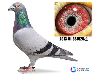 胡本 奇比号进亲 子代前十1羽